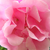 Rózsaszín - Rambler, kúszó rózsa - Madame Grégoire Staechelin
